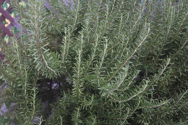 ローズマリーの花、咲かないかな