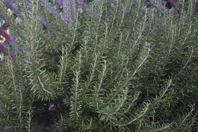ローズマリー大きいなぁ