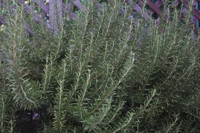 ローズマリーきれいだね