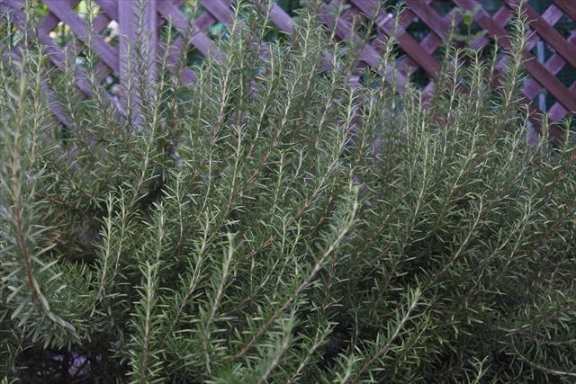 ローズマリーがほっといてもデカくなった