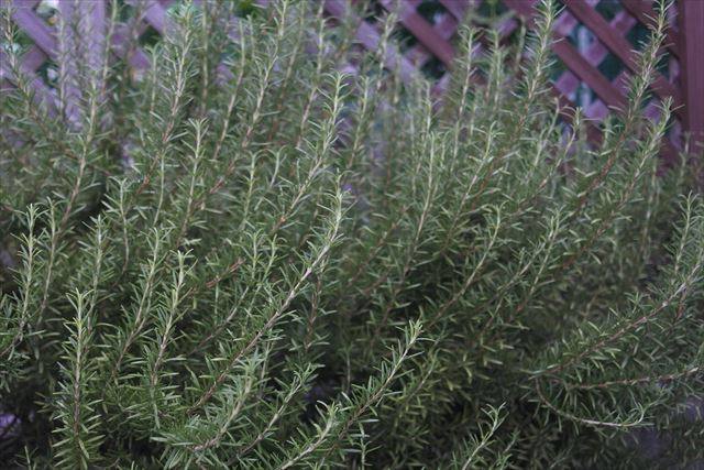 ローズマリーを１０年育ててみたら