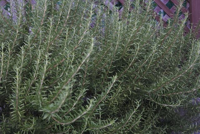 ローズマリーが好きです