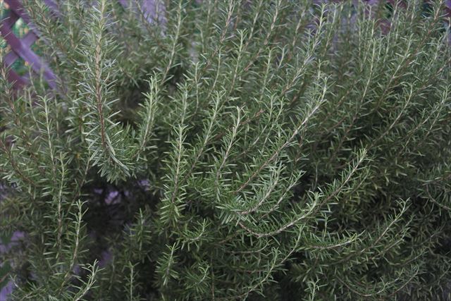 ローズマリーの緑が美しい