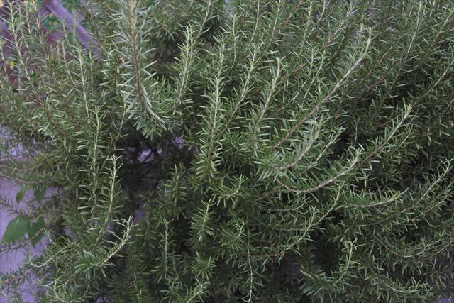 ラティスをつきやぶったローズマリー