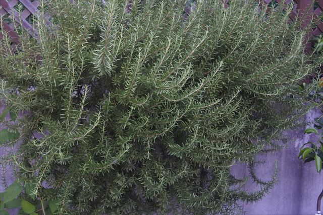 ローズマリーが大きくなりました