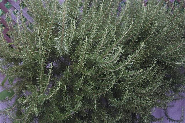 ローズマリーだいすき