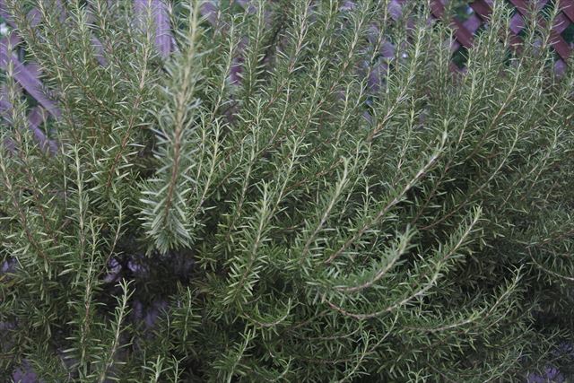 ローズマリーは香りがいい