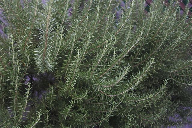 ローズマリーは料理にも使えます