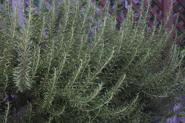 ローズマリーとラティス