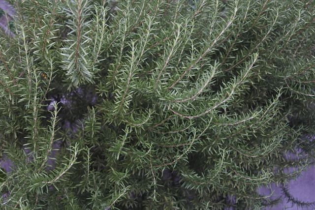 大きなローズマリー