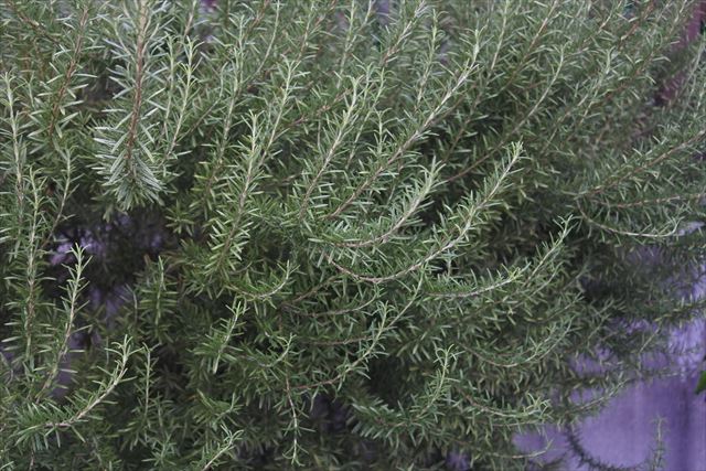 素晴らしいローズマリー