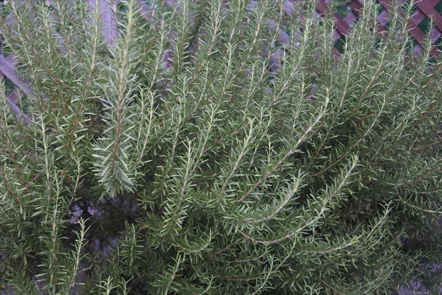 いい香りのローズマリー