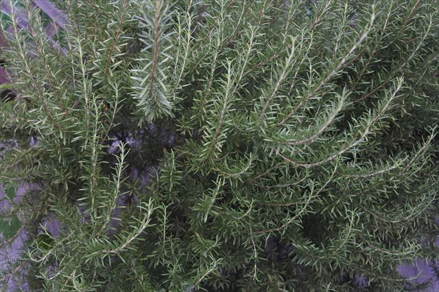 大きなローズマリー