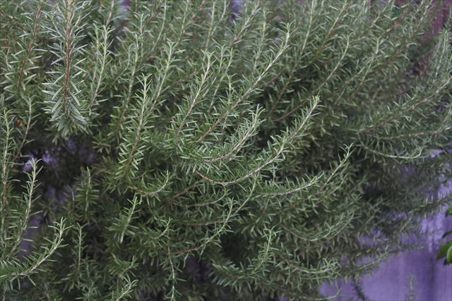 ローズマリーがきれいだな