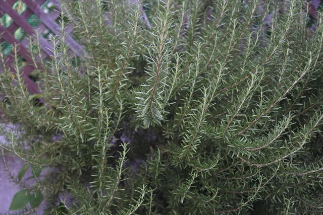 ローズマリーがいい香り