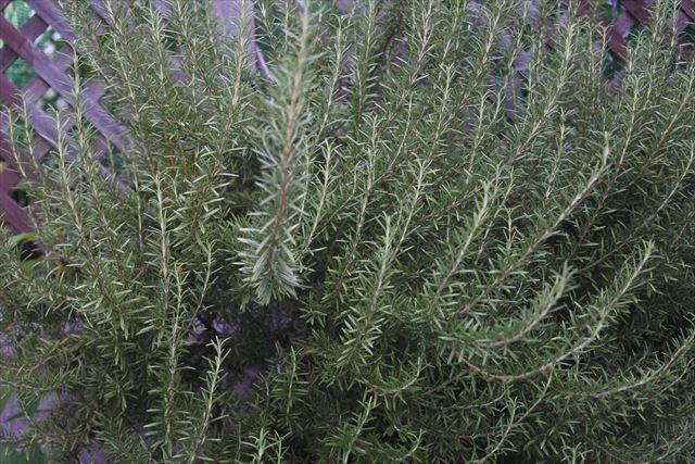 茂っているローズマリー