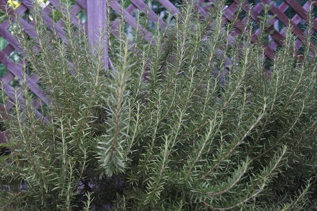 ローズマリーとラティス