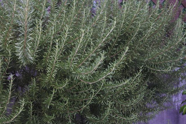 大きなローズマリー