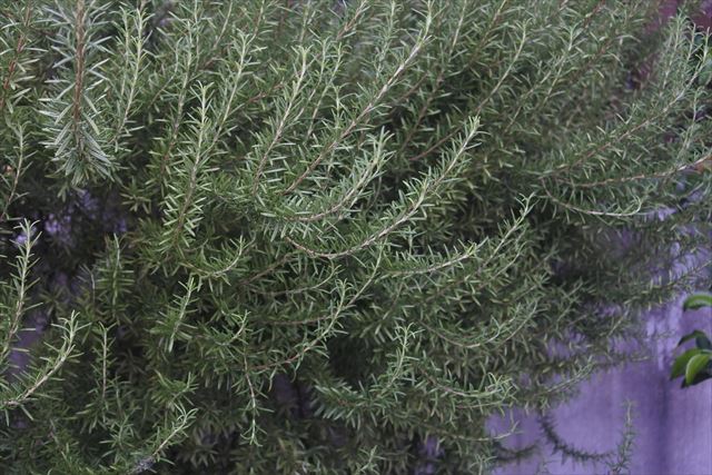 きれいなローズマリー